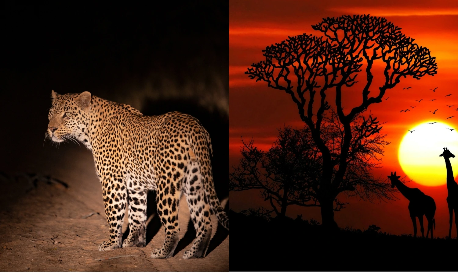 Singapore-night-safari